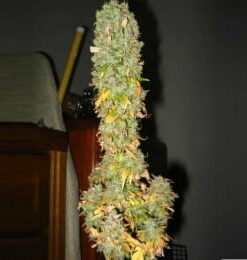 Nirvana - Blue Mystic AUTO 5 stk.